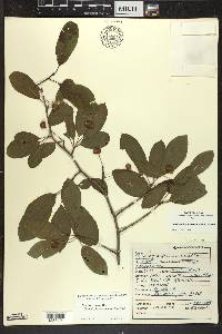 Ilex mucronata image