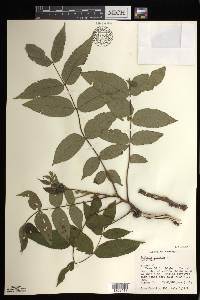 Juglans cinerea image