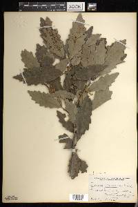 Quercus prinoides image