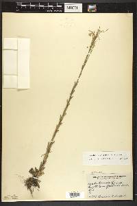 Arabis pycnocarpa image