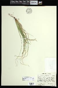 Carex lucorum image