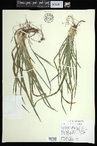 Carex abscondita image