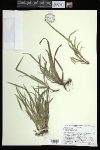 Carex abscondita image