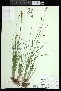 Carex abrupta image