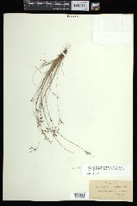 Bulbostylis ciliatifolia image