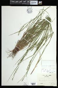 Carex aestivalis image