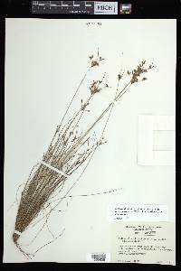 Bulbostylis ciliatifolia image