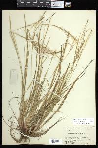 Carex aestivalis image