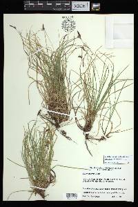 Carex lucorum var. lucorum image