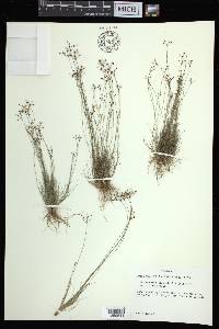 Bulbostylis ciliatifolia image