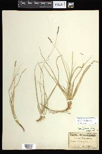 Carex lucorum image