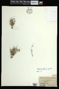 Bulbostylis stenophylla image