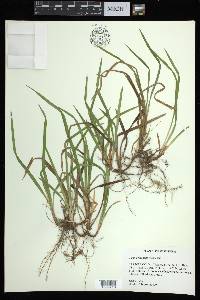 Carex abscondita image