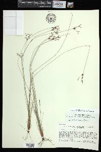 Bulbostylis ciliatifolia image