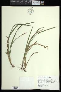 Carex abscondita image