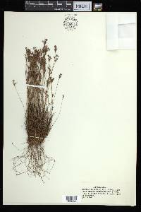 Bulbostylis ciliatifolia image