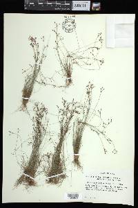 Bulbostylis ciliatifolia image