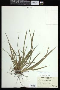 Carex abscondita image