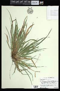 Carex abscondita image