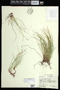 Carex lucorum image