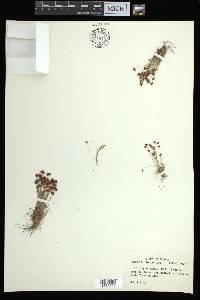 Bulbostylis barbata image