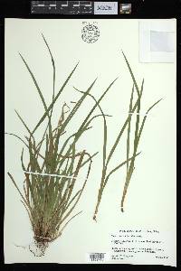 Carex abscondita image