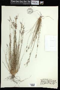 Bulbostylis ciliatifolia image