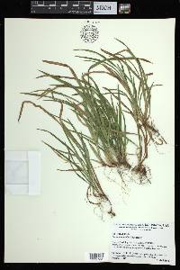 Carex abscondita image