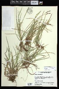 Carex lucorum var. lucorum image