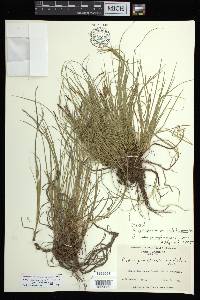 Carex lucorum var. austrolucorum image