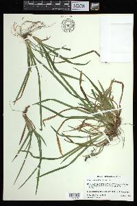 Carex abscondita image