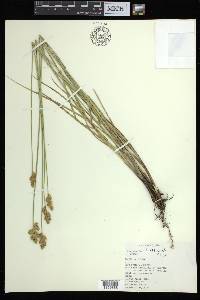 Carex adusta image