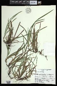 Carex abscondita image