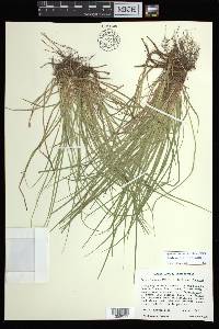 Carex lucorum var. lucorum image