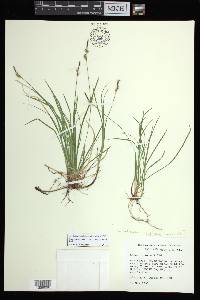 Carex lucorum image