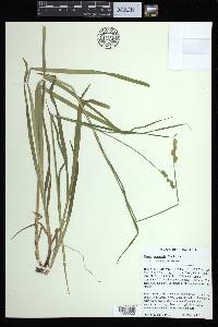 Carex aggregata image