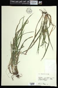 Carex abscondita image