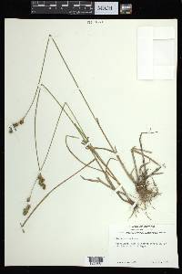 Carex adusta image