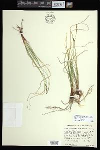 Carex lucorum image