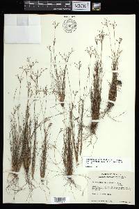 Bulbostylis ciliatifolia image