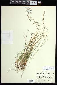 Carex lucorum image