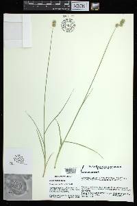 Carex adusta image