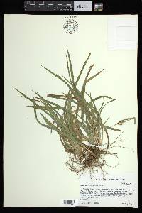 Carex abscondita image