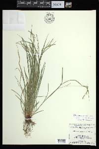 Carex aestivalis image