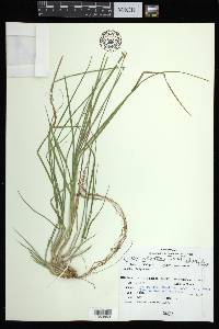 Carex adusta image