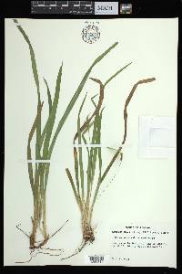 Carex abscondita image