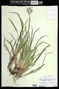 Carex abscondita image