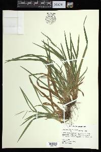 Carex abscondita image