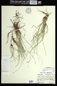 Carex lucorum image