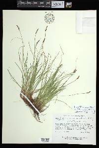 Carex lucorum var. austrolucorum image